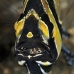cardinalfish_banggai_kbrtk2_v_0381_sul7418.jpg